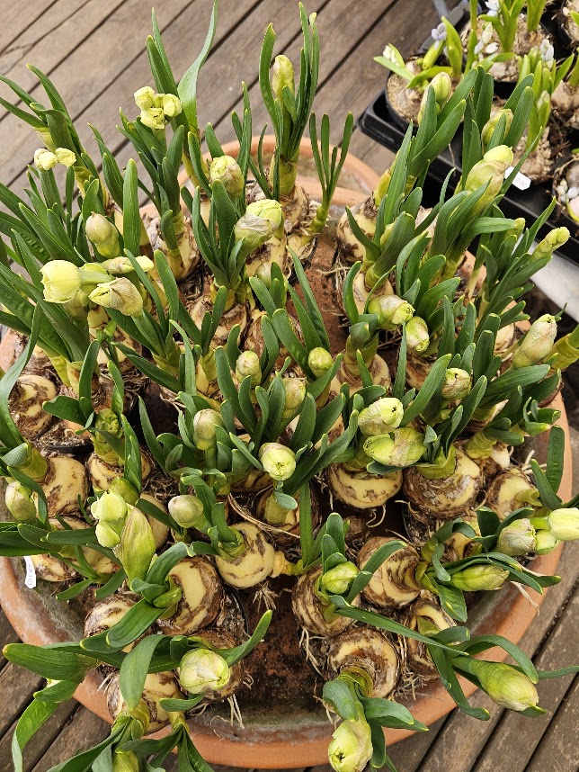 Blomsterinspiration fra Fleur Blomster 4
